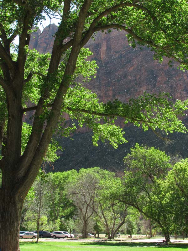 Zion - Cotton Wood